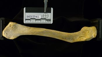 Media type: image;   Mammalogy 23182